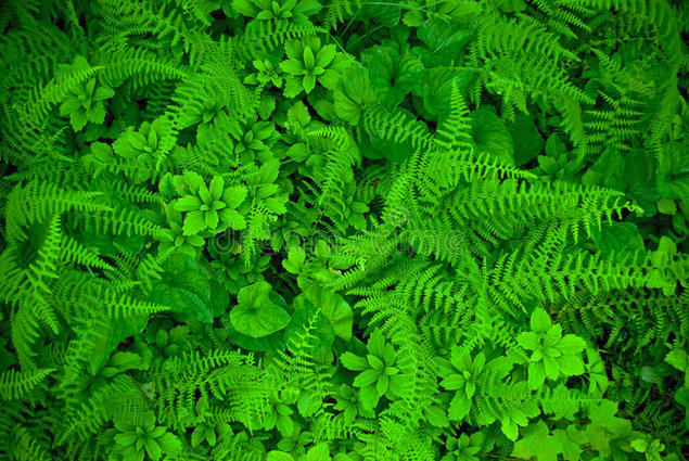 El verde, el color estrella de 2022 para la creación de páginas web