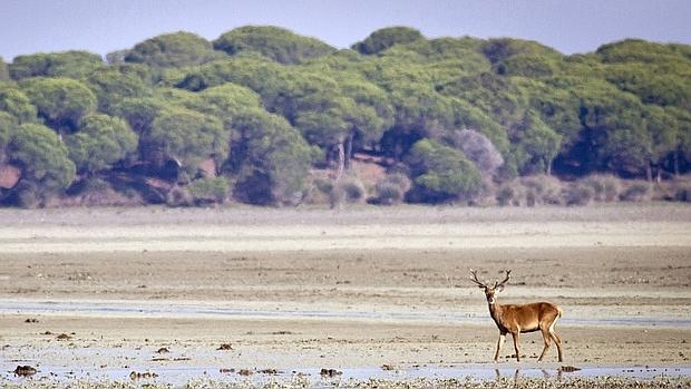 ‘Delirium Tremens’: ¡un ‘155 ecológico’ en Doñana!