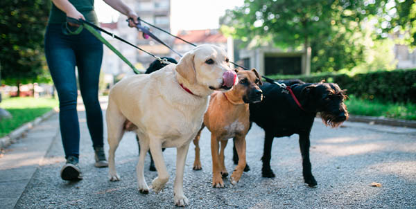Qué tener en cuenta antes de dejar a tu mascota con un paseador y cuidador de perros y gatos