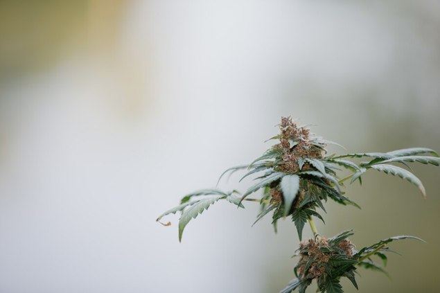 Flores CBD en 2024: CBD Alchemy ofrece la mejor experiencia