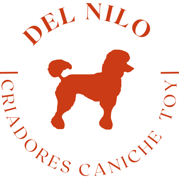 Cachorro del criadero Caniche Toy del Nilo: opiniones de dueños y guía para conocer su carácter y vida en casa