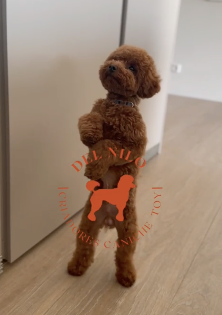 Estafas en la venta de caniche Toy