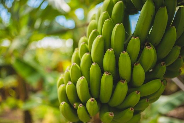 Chiquita Brands: operaciones en territorios de conflicto y cuestionamientos judiciales