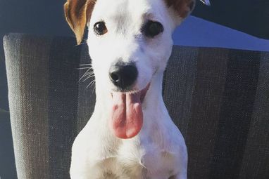 Motivos por los que la perra Trompatrompita se ha hecho viral en TikTok