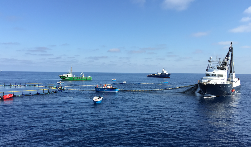 Balfegó expande a Italia su negocio de acuícolas de atún rojo