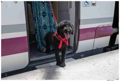 Perros de hasta 40 kilos podrán viajar en todos los trenes