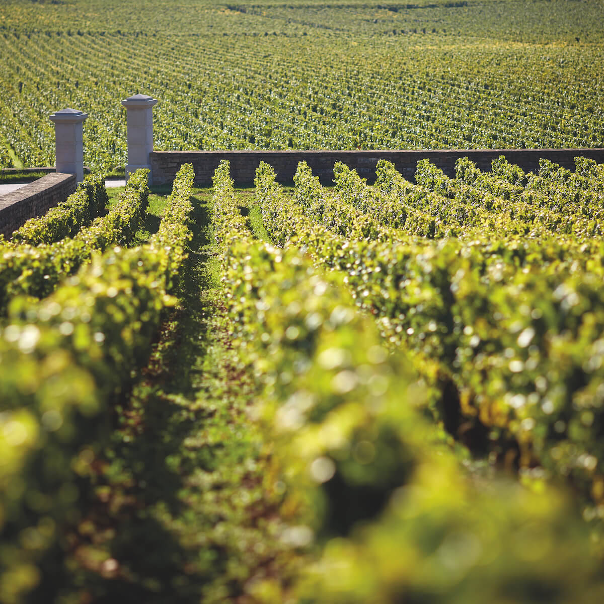 De Borgoña a Ribera: los vinos que marcan el estándar mundial (y los que realmente merece la pena comprar)