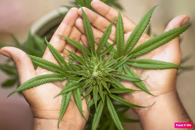 Descubre las propiedades y variedades del cannabis con CBD