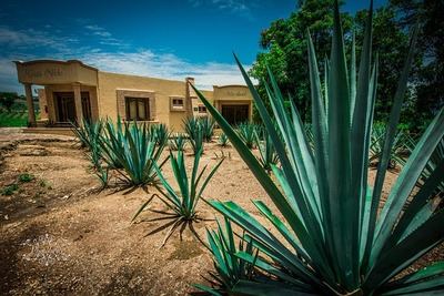 El tequila, de moda desde el siglo XVI