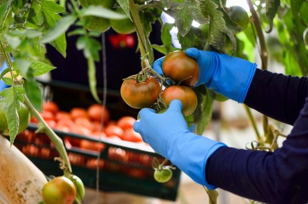 Conoce cómo se elabora el gazpacho y salmorejo que tanto te gusta