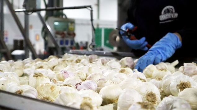 El precio del ajo y la cebolla extranjeros desplaza al producto español en la UE
