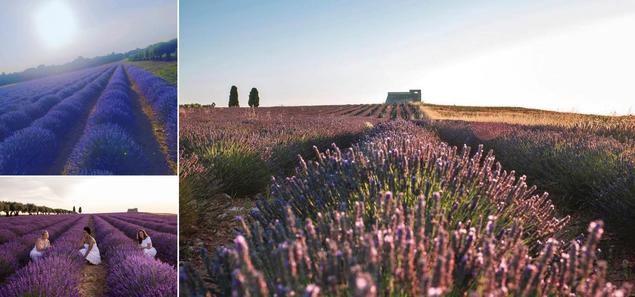 Vive el primer festival de la lavanda en la Alcarria Madrileña