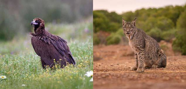Fundación Endesa lanza su primera convocatoria de ayudas a proyectos de biodiversidad en España