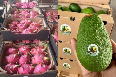 La pujanza del aguacate Hass y de la pitahaya potencian la producción de fruta de Paraguay