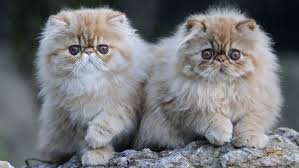 Cuándo y cómo usar desparasitante para gatos correctamente