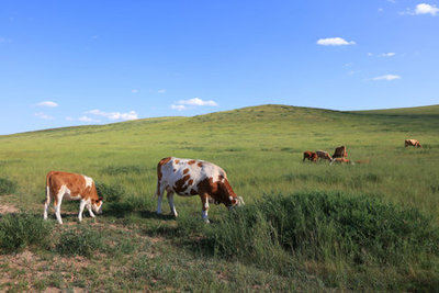 Kazajistán y Brasil apuestan por la producción conjunta de carne de alta calidad