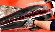 Atún rojo, un valor en alza