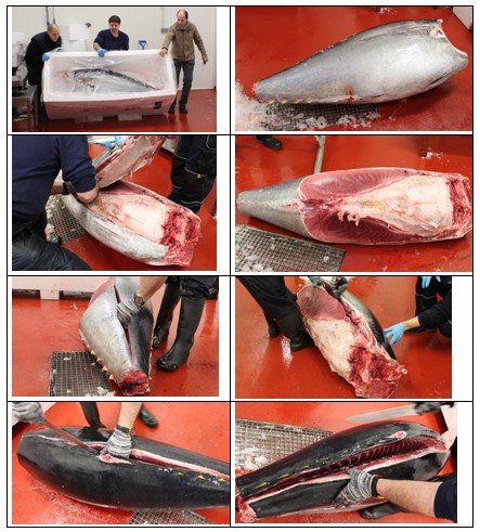 Hemos estado en la nave de Comimport, en Madrid, donde hemos visto paso a paso como se despieza un atún y se distribuye a restauradores de toda europa. En primer lugar se sacan las ventrescas, de cada atún se obtienen dos ventrescas, situadas en la parte más ventral del animal. Su nivel medio de grasa es del 35% y su textura es jugosa y está considerada una de las partes más sabrosas del atún.
