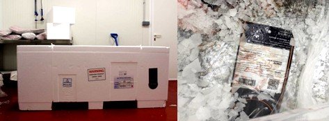 Una de los objetivos más importantes es el de mantener la trazabilidad de la captura: unos grandes arcones de polispán, con hielo picado, son los encargados de mantener el atún en perfectas condiciones. Los atunes son eviscerados y etiquetados de manera individual, manteniendo un seguimiento del mismo desde su captura hasta la llegada al distribuidor.